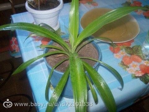 подскажите названия цветов