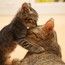КотяОбормотя КотяОбормотя