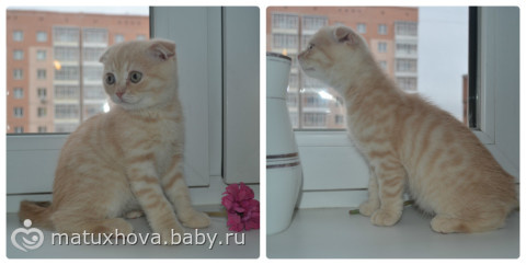 Мурряки мои. Обожаю!
