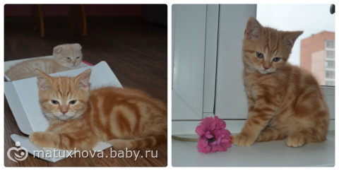 Мурряки мои. Обожаю!
