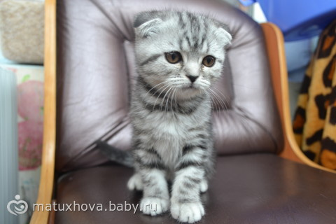 Мурряки мои. Обожаю!