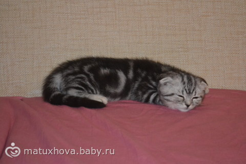 Мурряки мои. Обожаю!