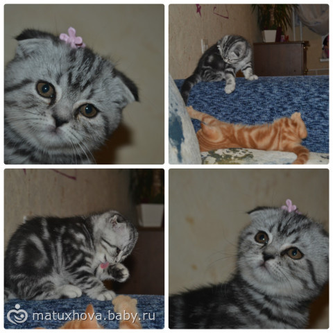 Мурряки мои. Обожаю!