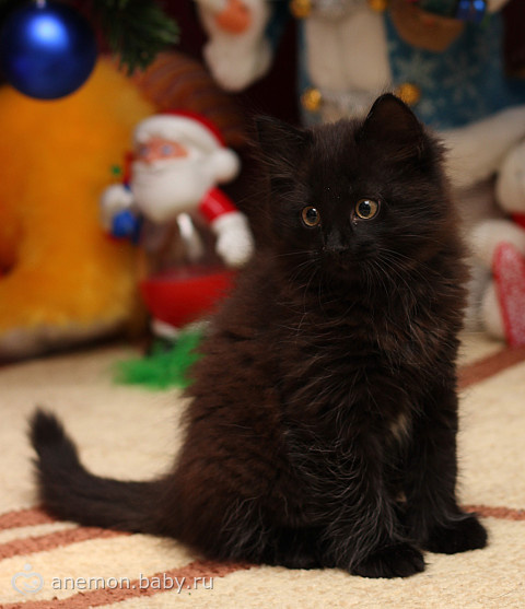 Новогодний Черный Кот Новогодний Черный Кот