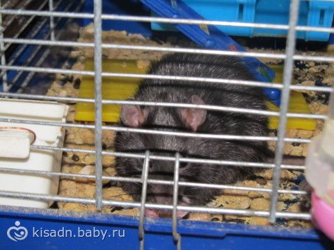 Наши питомцы