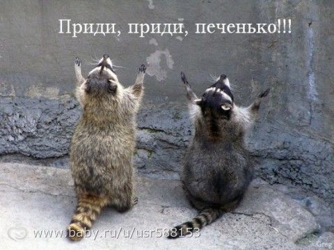 Картинки по запросу коты против енотов
