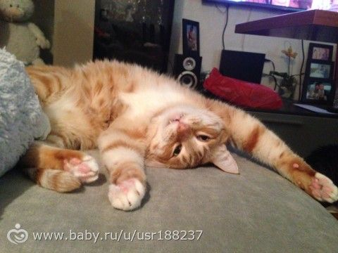 Мои Три котэ))))