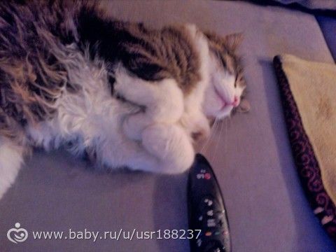 Мои Три котэ))))