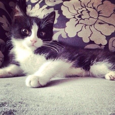 Мои Три котэ))))