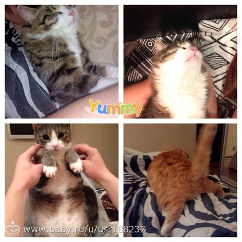 Мои Три котэ))))