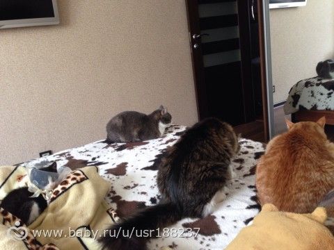 Мои Три котэ))))