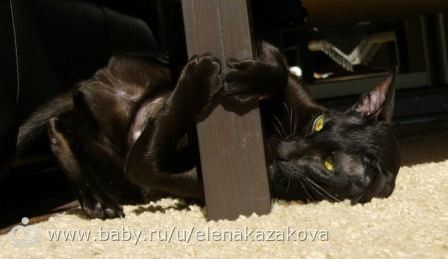 Отдам кошку Ориенталку в добрые руки.
