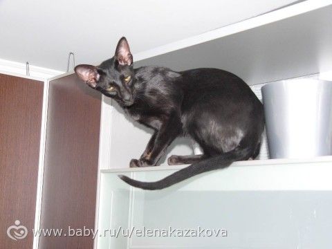 Отдам кошку Ориенталку в добрые руки.
