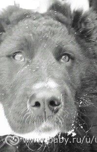 у кого алабай?зайдите,пжта