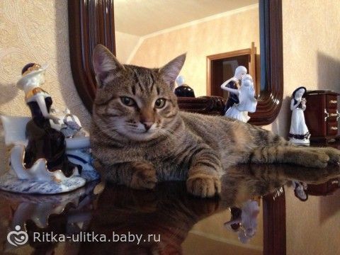 История любви моей семьи к животным) +КУЧА ФОТО и букв!