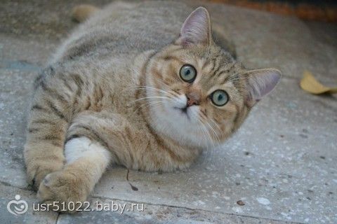 Посоветуйте корм для кошек