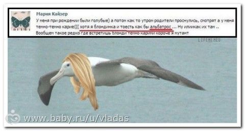 Альбатросы.....они такие))