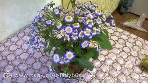 Что за цветок кордилина Что за цветок кордилина