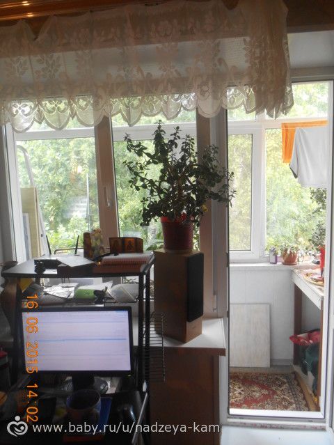 Отдам толстянку. Денежное дерево.