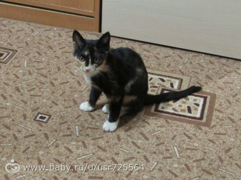 Трехцветный котенок, Нижний Новгород