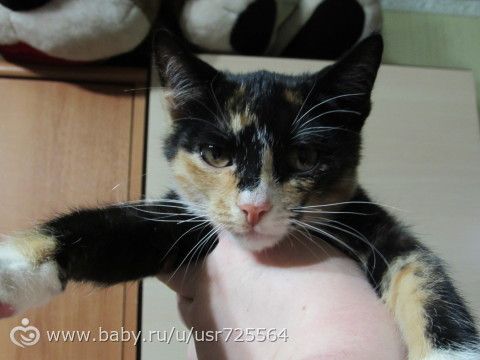 Трехцветный котенок, Нижний Новгород