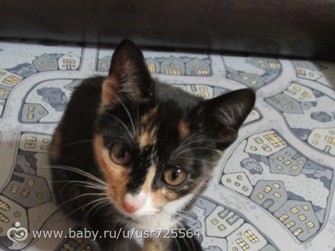 Трехцветный котенок, Нижний Новгород