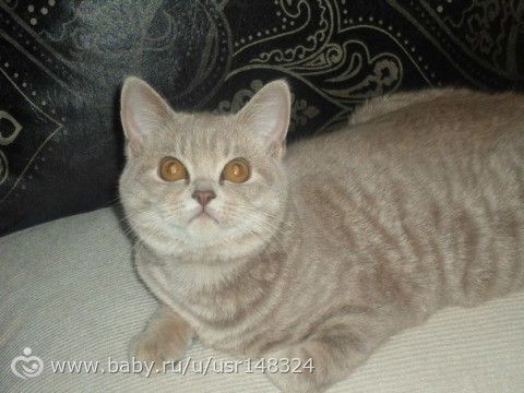 Британская сторожевая