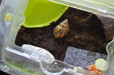 вопрос для улитководов! ахатина постоянно спит и практически не ест