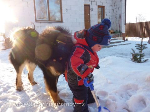 Наши четвероногие хулиганы (много фото)