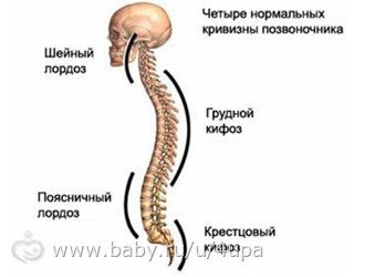 почему нельзя присаживать малышей или как формируется позвоночник