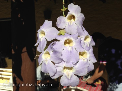 Много-много красоты! (фото пост)