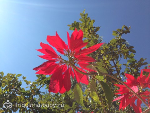 Много-много красоты! (фото пост)