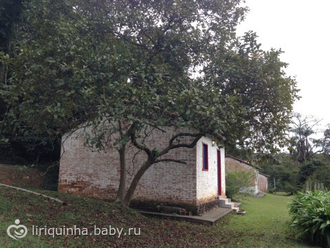 Хроники жизни в джунглях) Часть вторая