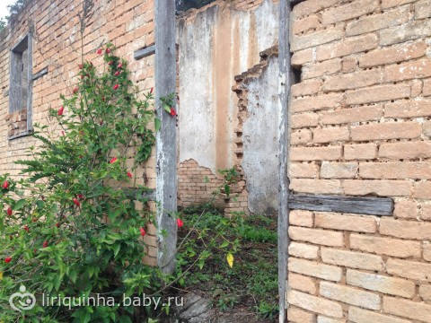 Хроники жизни в джунглях) Часть вторая