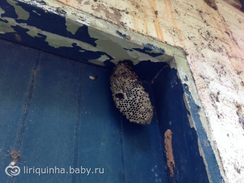 Хроники жизни в джунглях) Часть вторая