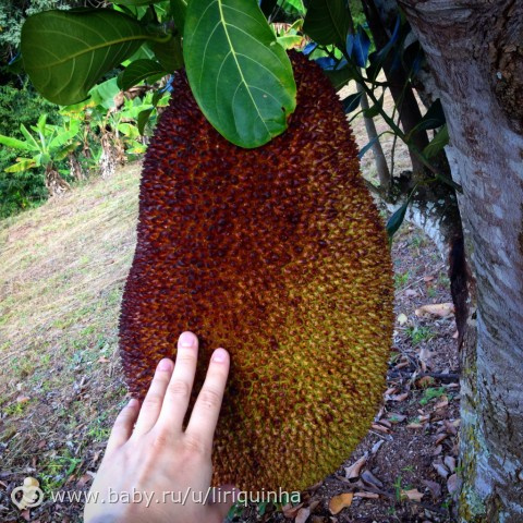 Записки из бразильской глуши (от 3 июня), дары природы и просто фотки.