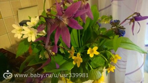 Весенний букетик Сибири)))