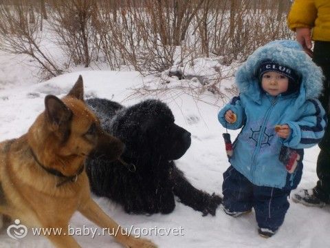 Всем, кто хочет завести собаку. Кто в теме, тот улыбнётся...