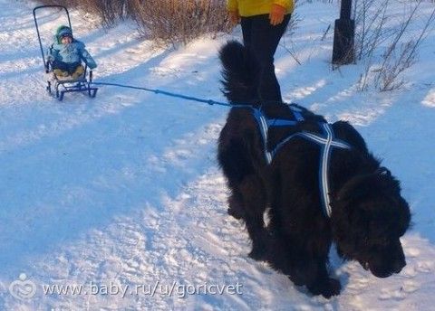 Всем, кто хочет завести собаку. Кто в теме, тот улыбнётся...