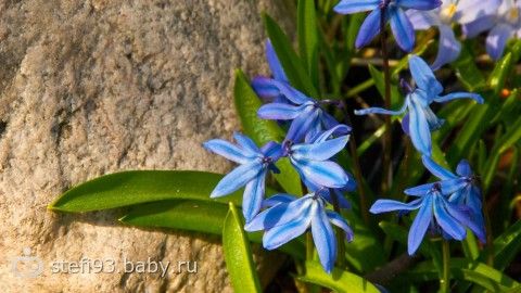 природа цветы синие подснежники скачать