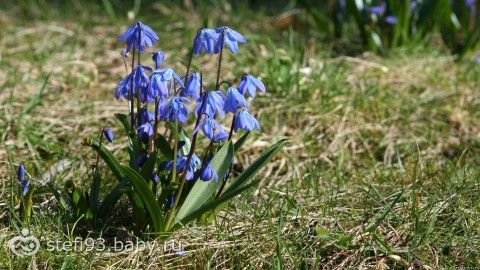 природа цветы синие подснежники без смс